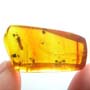 Rare Three Eggs, Winged Termite And Cricket In Dominican Amber