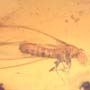 Rare Three Eggs, Winged Termite And Cricket In Dominican Amber