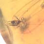 Rare Three Eggs, Winged Termite And Cricket In Dominican Amber