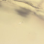 Rare Three Eggs In Dominican Amber