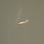 Rare Three Eggs In Dominican Amber