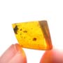 Rare Three Eggs In Dominican Amber