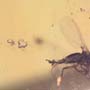 Rare Four Eggs And Fungus Gnat In Dominican Amber
