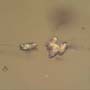 Rare Four Eggs And Fungus Gnat In Dominican Amber