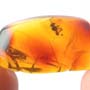 Rare Four Eggs And Stingless Bee In Dominican Amber