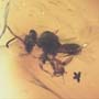 Rare Four Eggs And Stingless Bee In Dominican Amber