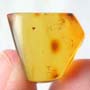 Rare Four Eggs In Dominican Amber