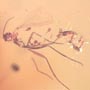 Rare Four Eggs In Dominican Amber