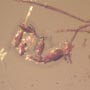 Rare Four Eggs In Dominican Amber
