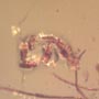 Rare Four Eggs In Dominican Amber