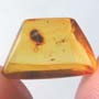 Rare Ant With Huge Mandibles In Dominican Amber
