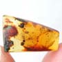 Rare Four Isopods In Dominican Amber