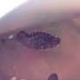 Rare Four Isopods In Dominican Amber