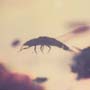 Rare Four Isopods In Dominican Amber