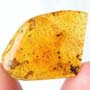 Rare 4 Worker Ants Fighting In Dominican Amber
