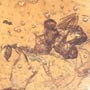 Rare 4 Worker Ants Fighting In Dominican Amber