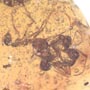 Rare 4 Worker Ants Fighting In Dominican Amber