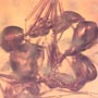 Rare 4 Worker Ants Fighting In Dominican Amber