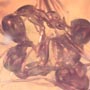 Rare 4 Worker Ants Fighting In Dominican Amber