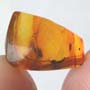 Rare Four Eggs And Fungus Gnat In Dominican Amber