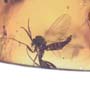 Rare Six Eggs And Fungus Gnat In Dominican Amber