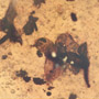 Rare Six Well Preserved Flowers  In Dominican Amber
