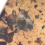 Rare Six Well Preserved Flowers  In Dominican Amber