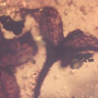 Rare Six Well Preserved Flowers  In Dominican Amber