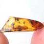 Rare Seven Eggs In Dominican Amber