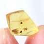 Rare Seven Eggs In Dominican Amber