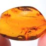 Rare Ant With Huge Mandibles In Dominican Amber