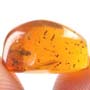 Rare Beetle With Egg And Gall Midge In Dominican Amber
