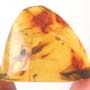 Rare Biting Midge With Egg In Dominican Amber