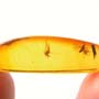 Rare Black Scavenger Fly And Spider Fighting And Black Scavenger Fly In Dominican Amber