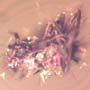 Rare Black Scavenger Fly And Spider Fighting And Black Scavenger Fly In Dominican Amber