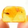 Rare Black Scavenger Fly And Male Ant Interacting In Dominican Amber