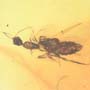 Rare Black Scavenger Fly And Male Ant Interacting In Dominican Amber