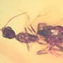 Rare Black Scavenger Fly And Male Ant Interacting In Dominican Amber