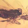 Rare Black Scavenger Fly And Male Ant Interacting In Dominican Amber