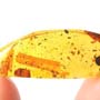 Rare Crane Fly With Mite Clinging On It In Dominican Amber