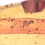 Rare Black Scavenger Fly Trapped Inside Amber Globule In Dominican Amber