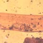 Rare Black Scavenger Fly Trapped Inside Amber Globule In Dominican Amber