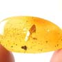 Rare Botanical With Roots And Fungus Gnat In Dominican Amber