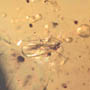 Rare Botanical With Roots And Fungus Gnat In Dominican Amber