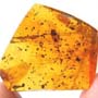 Rare Breached Isopod, Cricket And Gall Midge In Dominican Amber