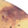 Rare Breached Isopod, Cricket And Gall Midge In Dominican Amber