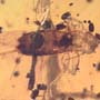 Rare Breached Isopod, Cricket And Gall Midge In Dominican Amber