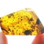 Rare Breached Millipede And Flower In Dominican Amber