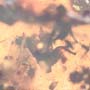 Rare Breached Millipede And Flower In Dominican Amber