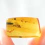Rare Cut Female Mosquito And Fungus Gnat In Dominican Amber